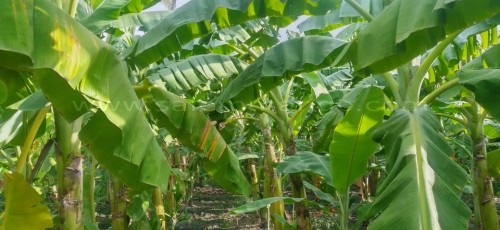 Never miss this super magic fruit in your diet